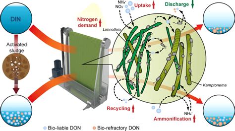  Isodictya – Ein Meister der Tarnung und Experte im Biofilm-Recycling!