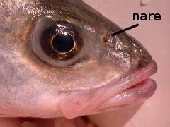  Nasotrema! Eine parasitäre Reise durch die Nasenlöcher eines Fisches