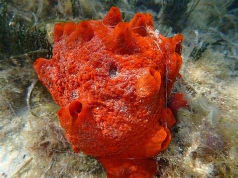  Top-Tier Tentacle: Discover the Fascinating World of the Tedania ignis Sponge!