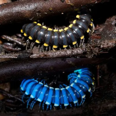  Yellow Spotted Millipede: Eine lebende Juwelenbox mit Tausend Beinen die für einen sanften Schlummer im Erdreich sorgen!