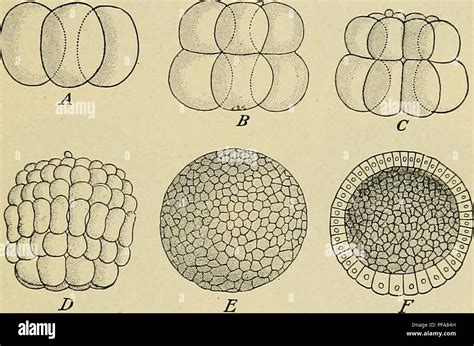  Blastula! Ein faszinierendes Lebewesen: Die Blaue Kugel