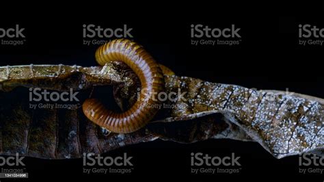  Congo Millipede:  Experience its Fascinating Segmented Body and Unveiling its Underground Secrets!