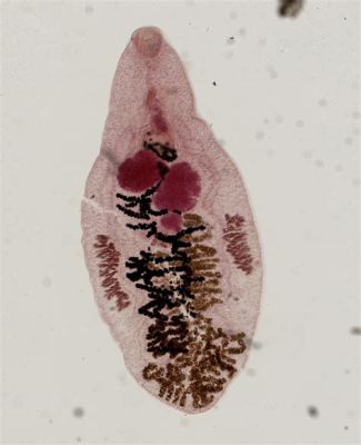  Dicrocoelium dendriticum: Ein Meister der Manipulation - Wie ein winziger Wurm die Welt der Insekten und Säugetiere beeinflusst!