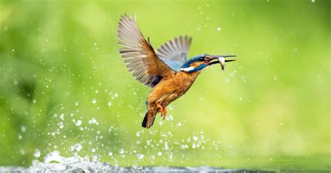  Eisvogel: Ein farbenfroher Blitz durch die Luft, der einen unwiderstehlichen Ruf nach frischem Fisch im Herzen trägt!