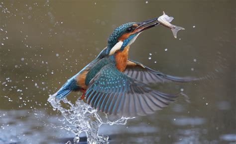  Eisvogel: Ein Vogel mit farbenfrohem Gefieder und beeindruckenden Jagdtechniken!