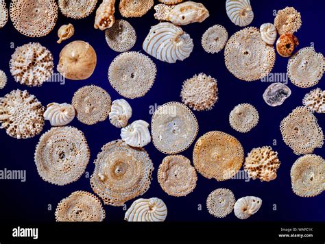  Foraminifera: Ein winziger Meeresbewohner mit riesigem Einfluss auf die Tiefsee!