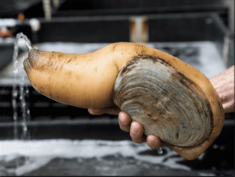  Geoduck:  Erforschen Sie die faszinierende Welt der tiefgründig lebenden, filternden Giganten des Pazifiks!