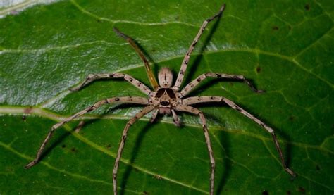  Huntsman Spider – Can This Eight-Legged Marvel Escape From Any Cage?