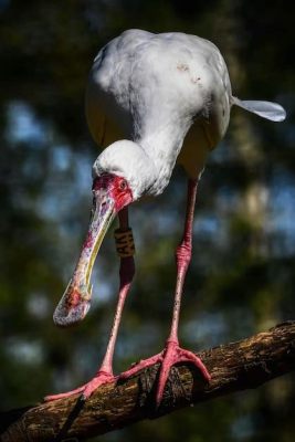  Ibis - Ein Federkleid für die Ewigkeit! Oder Wie ein Langbeiner seine Nahrung im Schlamm findet