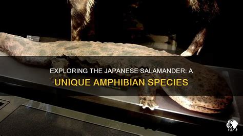  Japanischer Zwerg Salamander – Ein faszinierendes Amphibien-Juwel mit außergewöhnlichem Maul und einzigartigem Jagdverhalten!