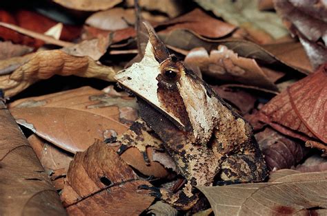  Japanischer Laubfrosch! Erfahren Sie alles über diesen vielseitigen Frosch mit außergewöhnlichen Tarnfähigkeiten