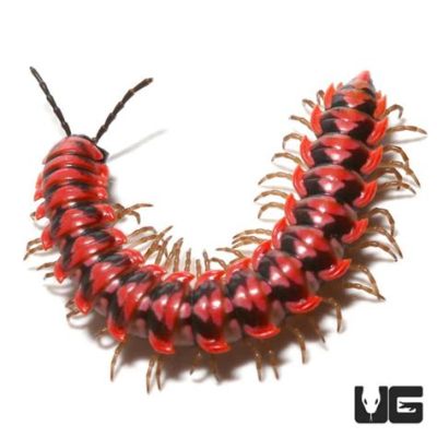  Juliforme Millipede: A Miniature Armored Dragon Hiding Among Fallen Leaves!