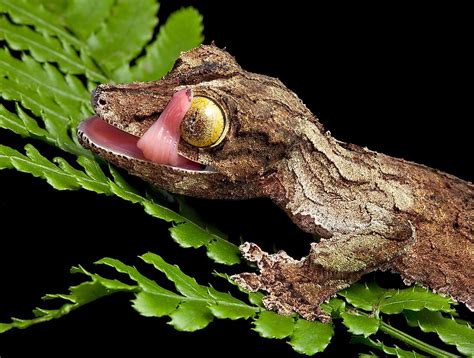  Leptophrys: Ein Meister der Tarnung oder ein stiller Räuber in Mikrokosmos?