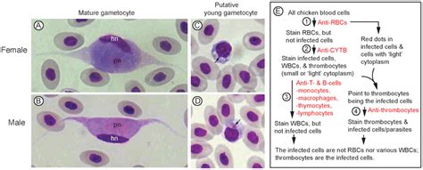   Leucocytozoon: Ein Parasit mit unerbittlichem Hunger nach roten Blutkörperchen!