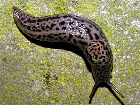  Limax: Ein Geschöpf, das sich durch die Welt schleimt und mit seinen Fühler eine Art Seismograph darstellt!