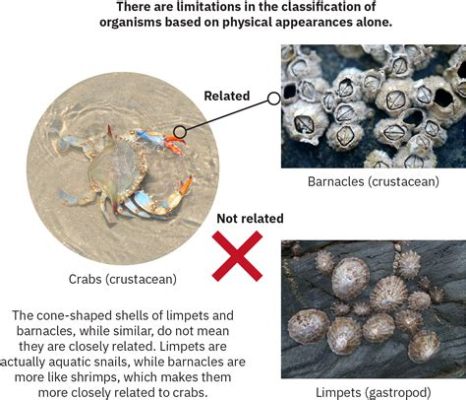  Limpet! Ein Meister der Haftkraft und gleichzeitig ein schlichtes Krustentier