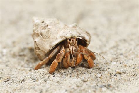  Mud Crab - Ein faszinierender Meeresbewohner mit harter Schale und scharfen Scheren!