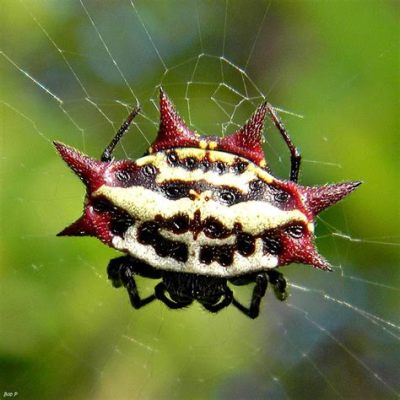  Orb-Web Spider: A Master Weaver With Eight Legs and a Taste for Dinner Delivered!