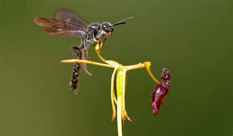  Orchideen-Wespe! Ein Meister des Täuschungsmanövers im Blumenmeer