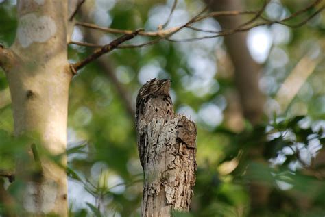  Oreoelvogel: Ein Meister der Tarnung im Regenwaldgewand!