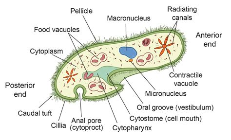  Paramecium! Ein winziger Tausendfüßler mit zwei Kernen und einem unwiderstehlichen Appetit