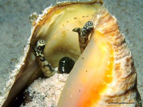  Queens Conch - Erkunden Sie die farbenfrohe Welt dieser beeindruckenden Meeresschnecke!