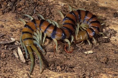  Quilostomidae: Kann ein Myriapoden-Dino wirklich mit seinen Zangen den Zahn der Zeit überleben?