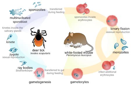  Quizartina! Ein faszinierender Parasit, der die Welt der Insekten mit seinen komplexen Lebenszyklen aufmischt!