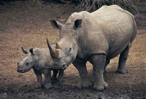  Rhinocerotidae: Ein Panzer aus Tausend Beinen, der für Ruhe sorgt!