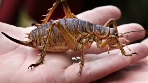  Riesenameise: Welche faszinierenden sozialen Strukturen verstecken sich hinter diesem Insektenriesen?