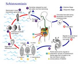  Schistosoma! Ein faszinierender Parasit mit komplexen Lebenszyklen und weitreichenden Auswirkungen auf die menschliche Gesundheit