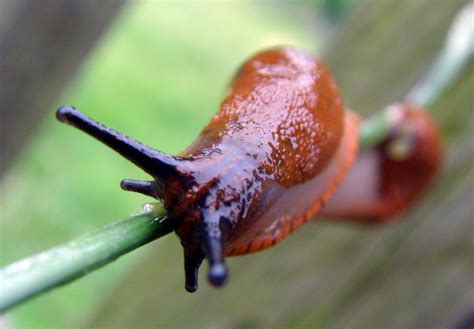 Schnecken millepede! Erfahren Sie alles über dieses faszinierende Tier mit unzähligen Beinen und seiner einzigartigen Fortbewegungsweise.