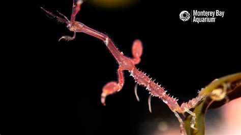  Skeleton Shrimp – A Marvel of Miniature Construction and Intricate Filter-Feeding Tactics!