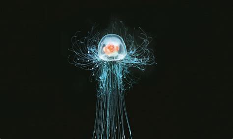  Turritopsis dohrnii: Ein scheinbar unsterbliches Hydrozoan!