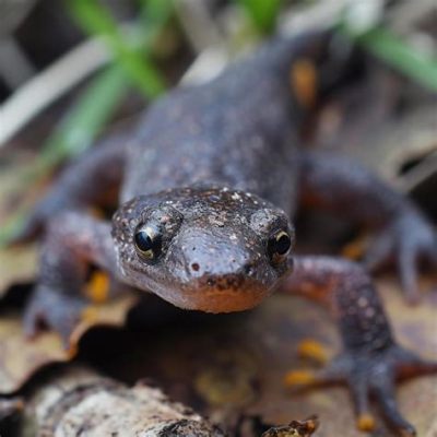  Unstable Newt: Where Forest Floors Meet Miniature Dragons