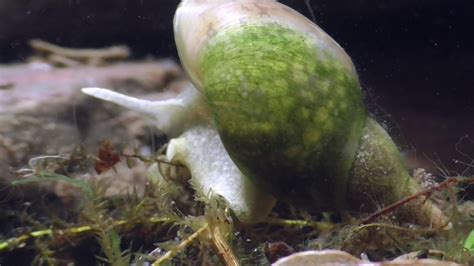  Unterwasser-Schnecken Wunder: Eine Reise ins geheimnisvolle Leben des Ungulados