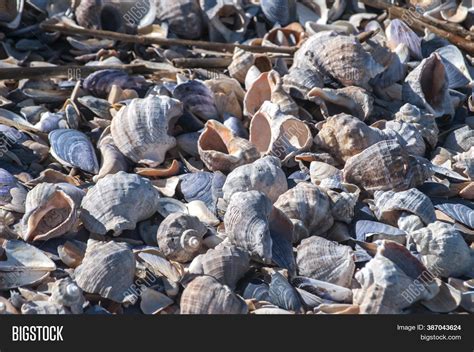  Veined Rapa whelk:  Ein faszinierender Meeresgast mit einem Muster aus blauen Adern und einem Vorliebe für Muscheln!