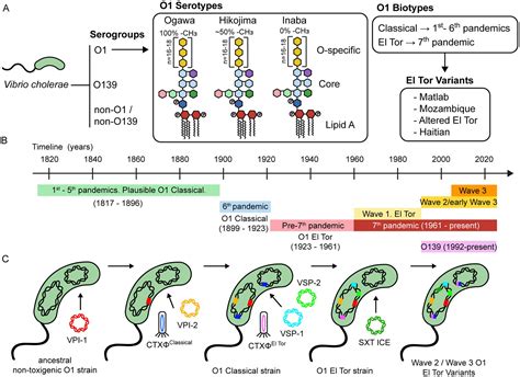 Vibrio: Ein winziger einzelliger Meister der Bewegung und des Überlebens!