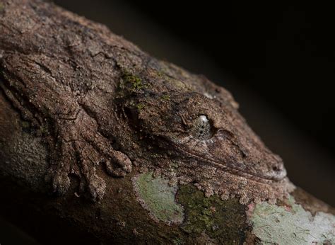  Vuilso Salamander: Ein Meister der Tarnung mit einem Hang zur Höhlen-Party!