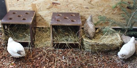  Wachtel! Ein federleichtes Flitzerchen mit einem Gesang wie ein winziges Orchester.