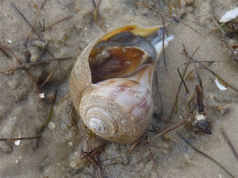  Whelk: Eine faszinierende Reise durch die Welt der räuberischen Schnecken!