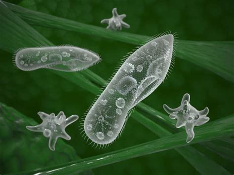  Wirtz-Deriving Wiggler: Can Single-Celled Organisms Conquer the World Through Clever Manipulation?