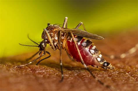  Yellow Fever Mosquito:  Entdecken Sie die faszinierende Welt eines winzigen Blutsaugers!