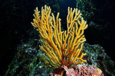  Yellow Gorgonian: Ein Meerjungfrauenhaar-Behangenes Korallenparadies mit Leuchtkraft!