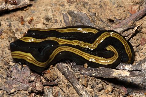  Yellow-Striped Flatworm: Ein faszinierender Meeresbewohner mit leuchtenden Farben und einer ungewöhnlichen Lebensweise!