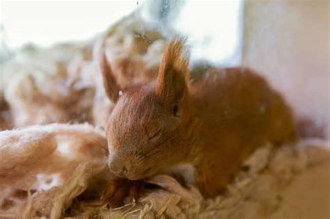  Yippies! Erfahren Sie alles über die flinken Räuber der Mikrobiologie: den Yodonia